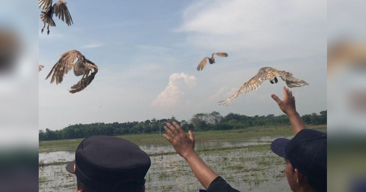 Majalengka Terima 1.000 Burung Hantu untuk Kendalikan Hama Tikus