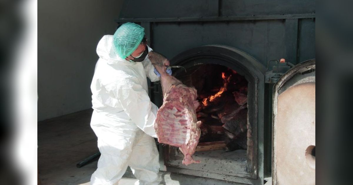 Barantin Musnahkan 2,9 Ton Daging Babi Hutan Ilegal di Cilegon