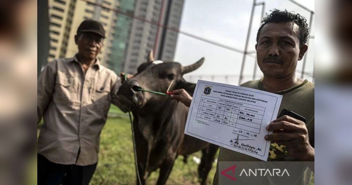 Sudin KPKP Jaksel Beri Vitamin Hewan Kurban Sakit, Pastikan Daging Layak Konsumsi