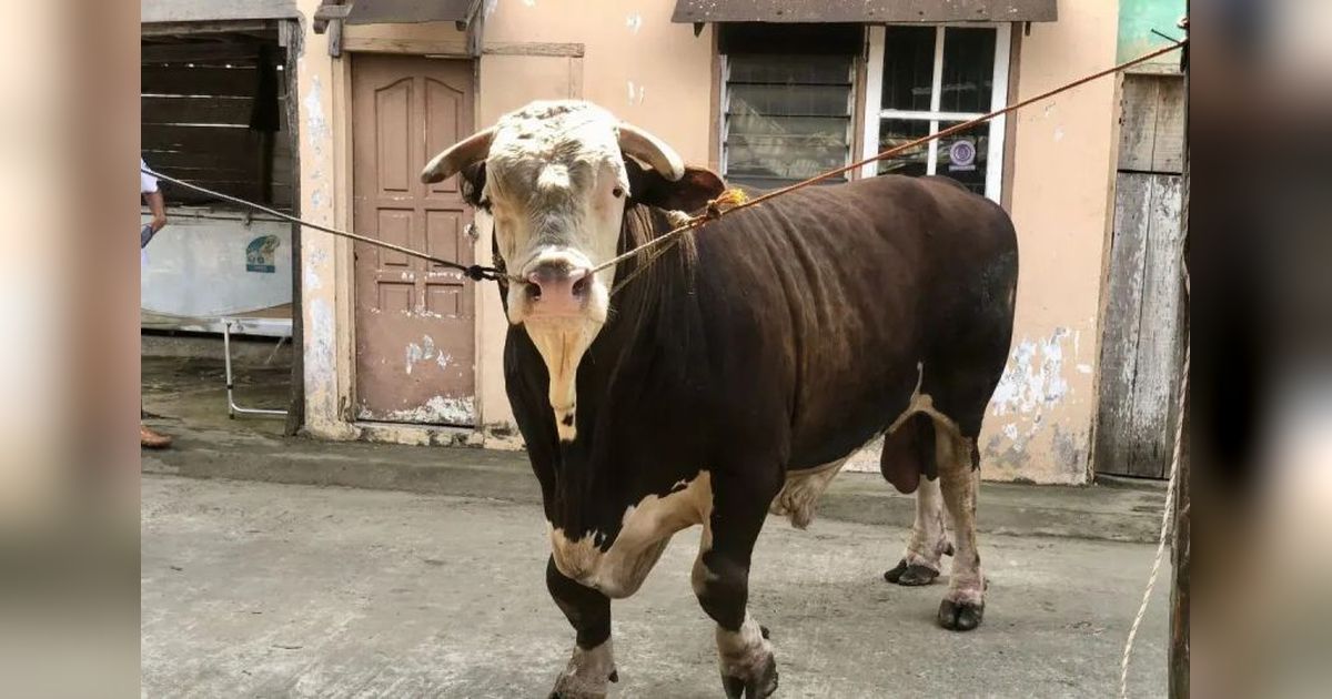 Presiden Prabowo Siapkan 18 Sapi Kurban untuk Sumsel di Idul Adha 2025