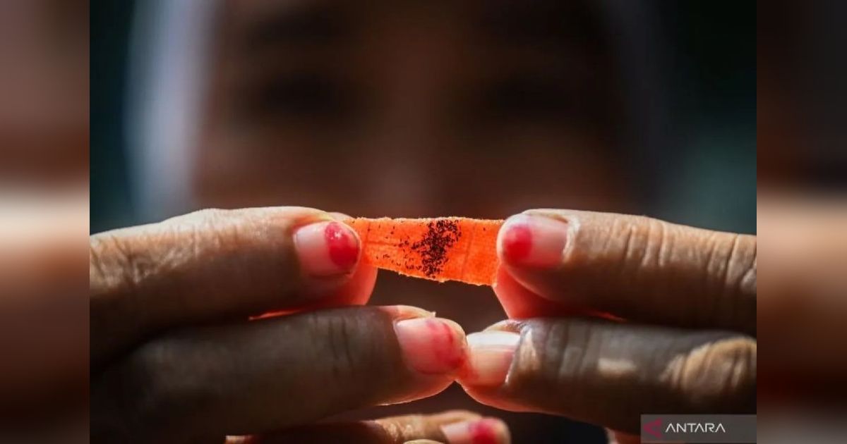 Sukses! Penyebaran Bibit Nyamuk Wolbachia di Kembangan, Jakarta Barat, Tuntas