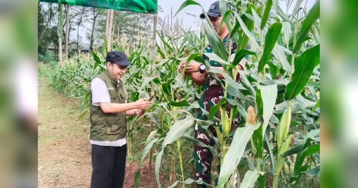 Pemkot Tangerang Apresiasi TNI Sukses Panen Jagung di Lahan Tidur