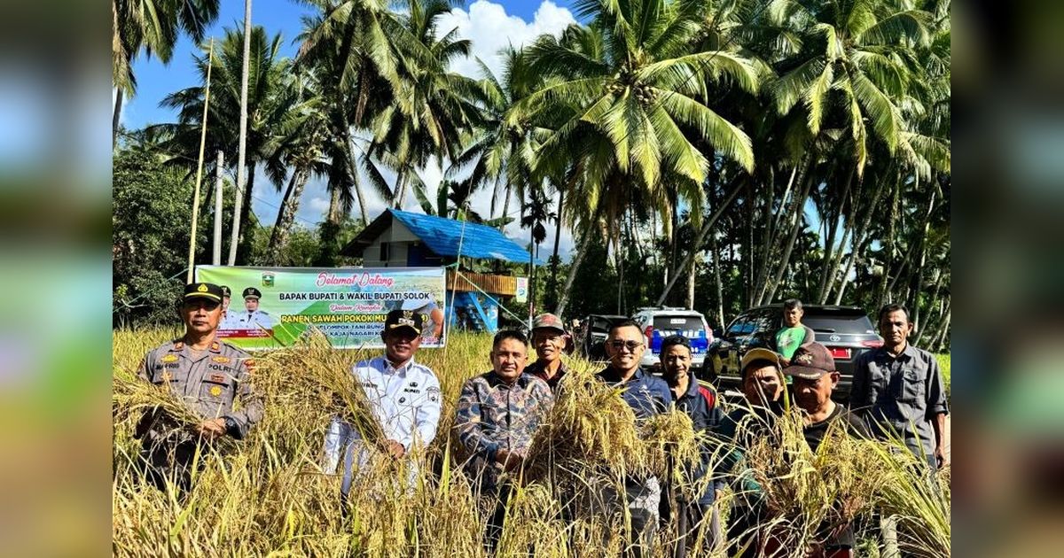 Panen Perdana Sawah Pokok Murah Solok: Inovasi Pertanian Hemat Modal