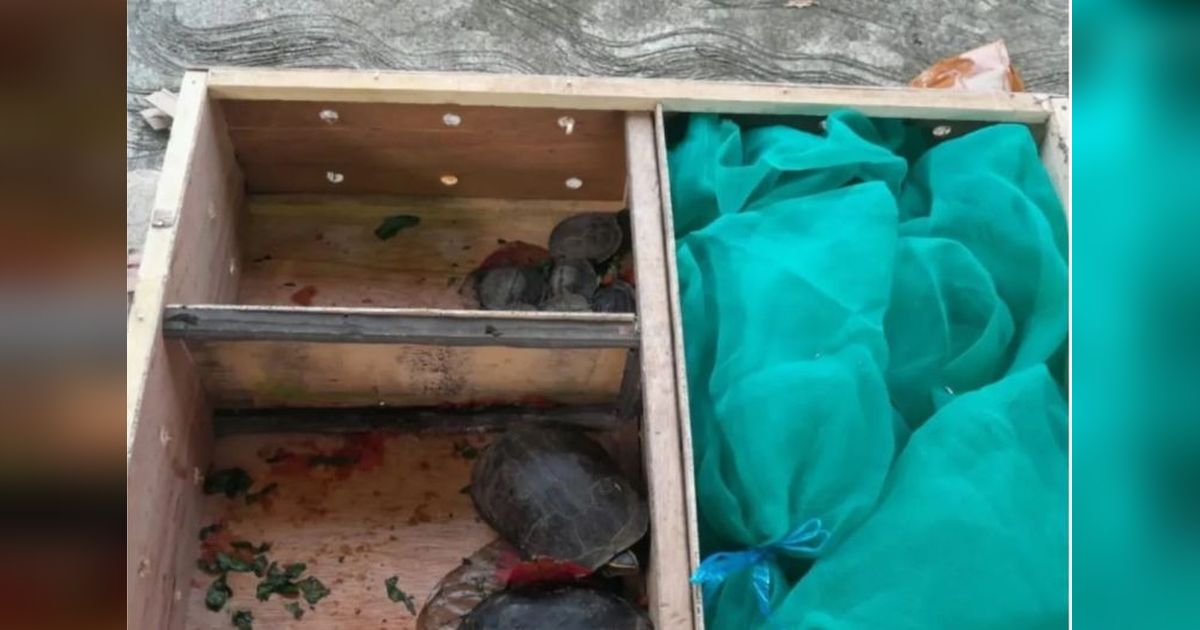 24 Reptil dari Jakarta