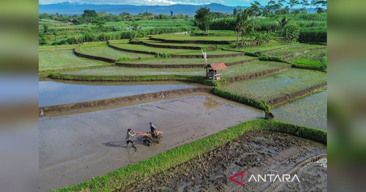Kesehatan Tanah: Lebih dari Sekadar Kesuburan, Jaminan Keberlanjutan Ekosistem