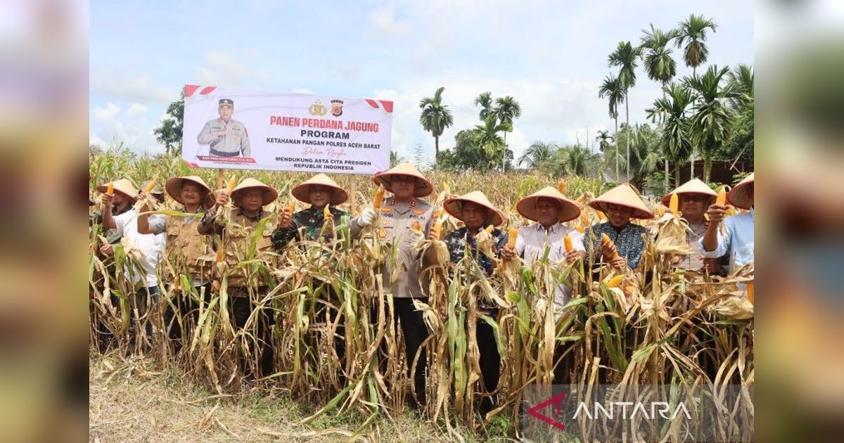Polres Aceh Barat Panen 10,8 Ton Jagung, Wujud Nyata Dukungan Ketahanan Pangan Nasional