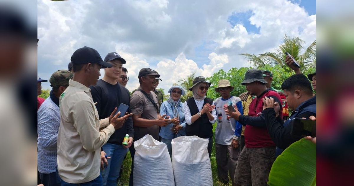 Bulog Lebak-Pandeglang Serap Beras Petani hingga 18.500 Ton, Lampaui Target!