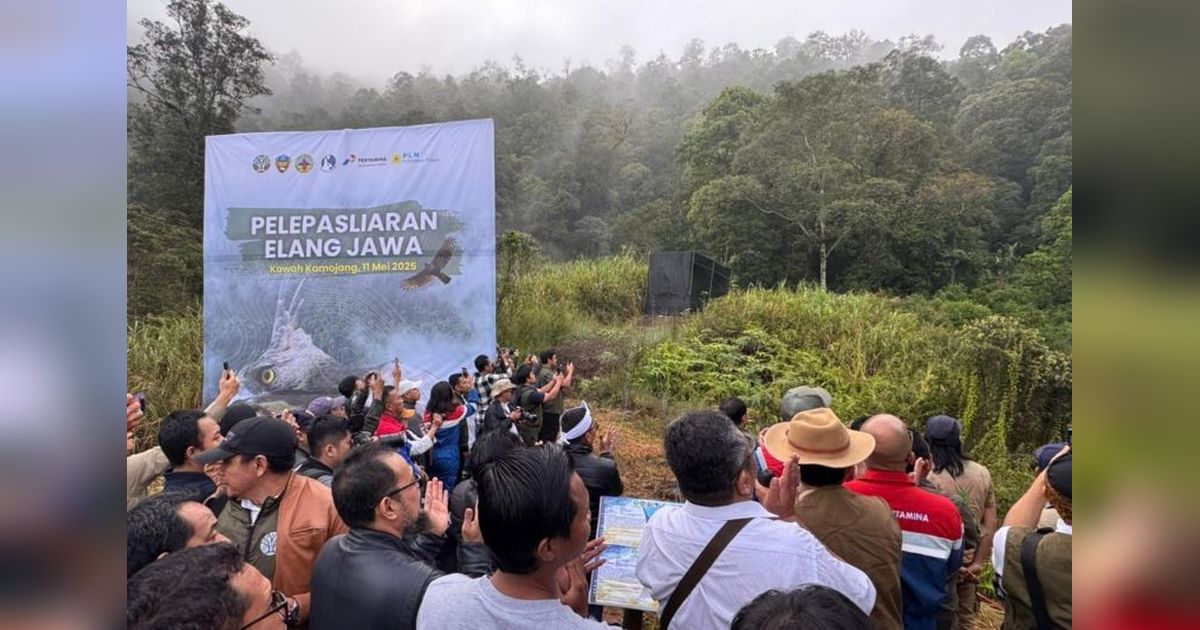 Dua Elang Jawa Dilepasliarkan di Kawah Kamojang, Hasil Rehabilitasi!
