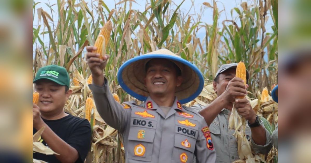 Polres Pemalang Panen Raya Jagung Hibrida: Sukses Program Astacita di Technopark