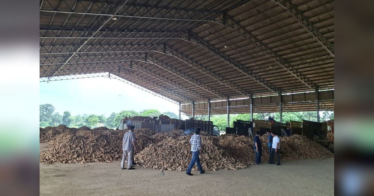 30 Pabrik Tapioka Lampung Patuh Aturan Harga Ubi, Pemerintah Pusat Diminta Segera Bertindak