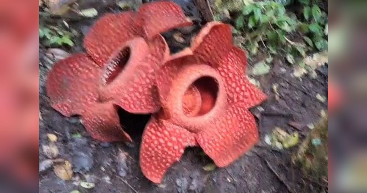 Fenomena Langka! Dua Bunga Rafflesia Mekar Berdempet di Agam, Sumatera Barat