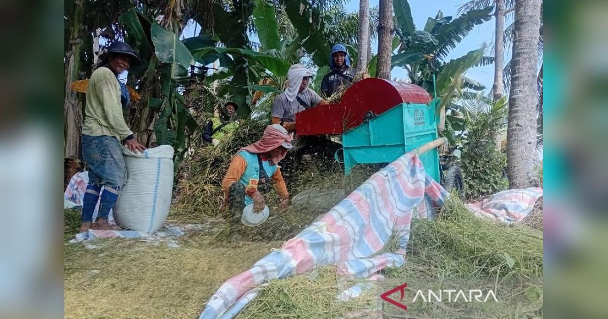 Bulog Sumut Serap Ribuan Ton Gabah, Dekati Target Akhir Mei