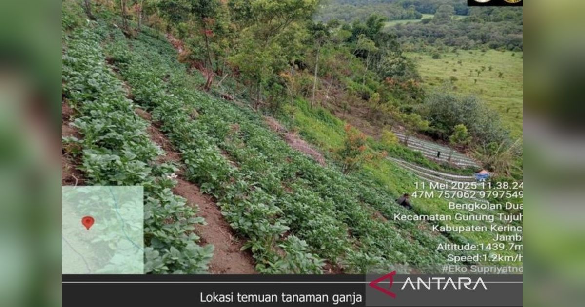 Kemenhut Bantah Temuan Ganja di TN Kerinci Seblat: Lokasi di Luar Kawasan Konservasi