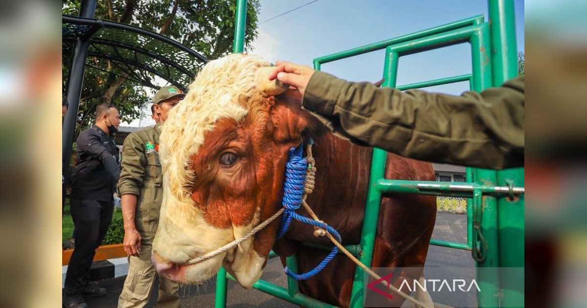 90 Petugas DKPP Kota Bandung Periksa Kesehatan Hewan Kurban Jelang Idul Adha 2025