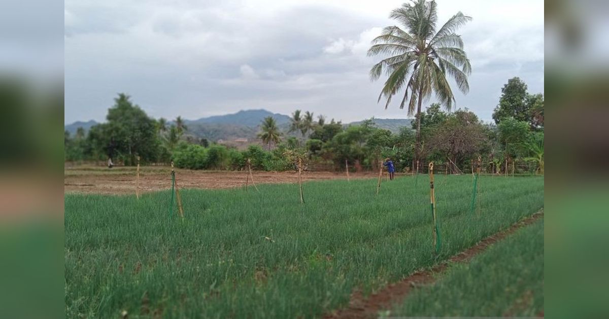 Aset Tanah Dominasi Kekayaan Negara di Sulsel, Capai Rp156,64 Triliun