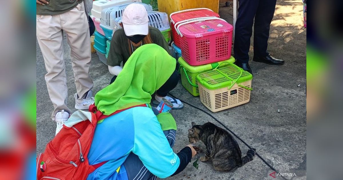 328 Kucing di Jaktim Sudah Disterilisasi, Program Cegah Rabies Berlanjut