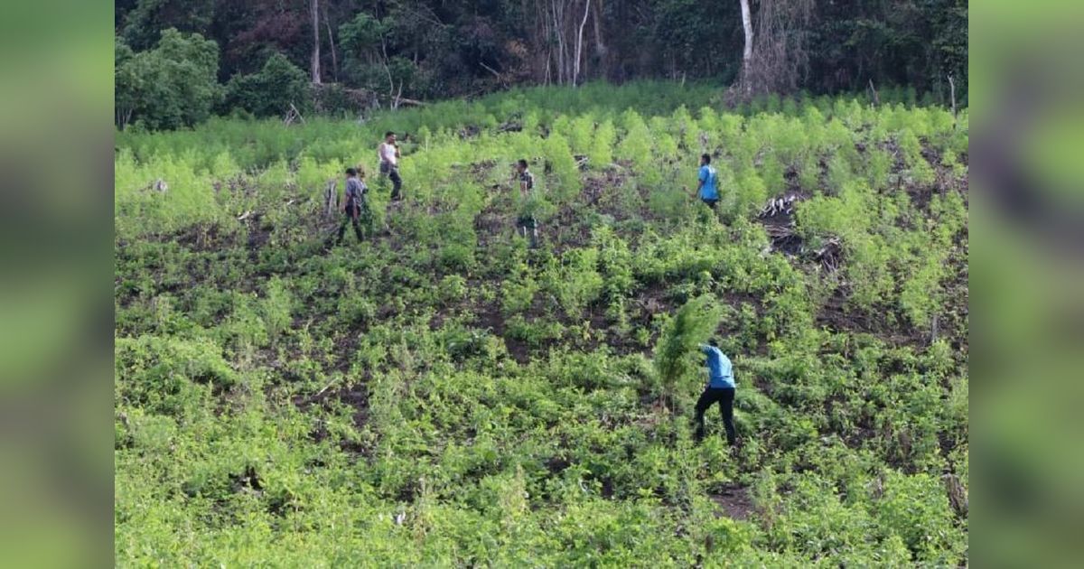 TNI Musnahkan Ladang Ganja 3 Hektare di Gayo Lues, Aceh