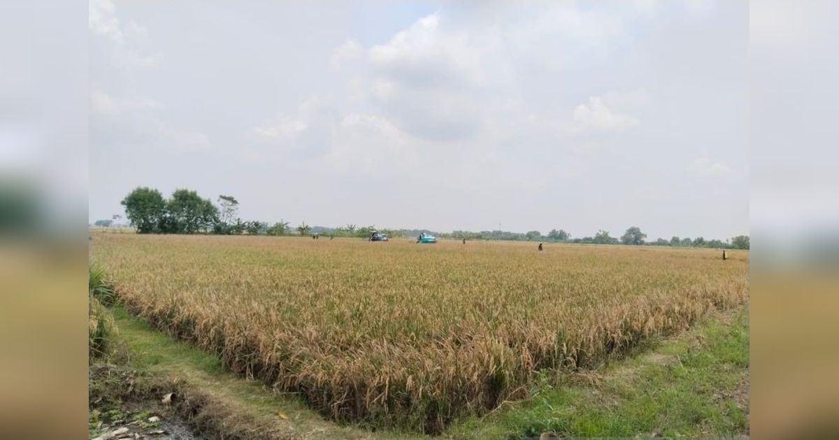 Petani Karawang Raih Untung Berlipat: Biaya Produksi Turun, Panen Padi Melonjak Lewat Pertanian Sirkular