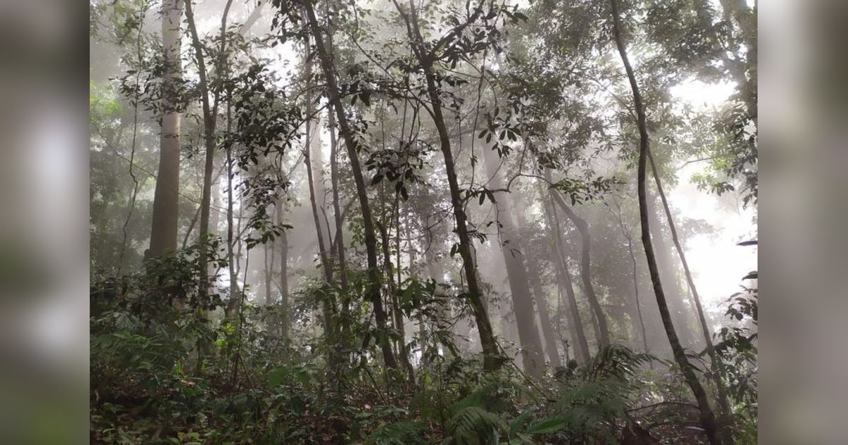 PEMA Aceh Siapkan 100 Ribu Hektare Lahan untuk Pengembangan Karbon Berbasis Alam