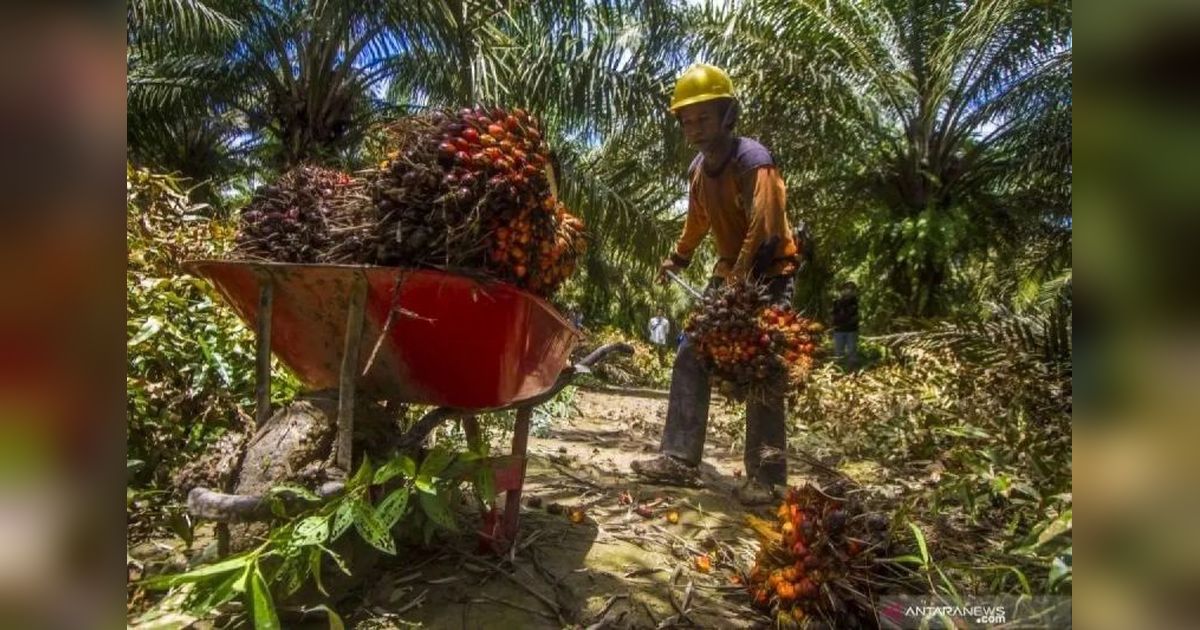 SPKS Desak BPDPKS Permudah Akses Dana Sertifikasi Sawit Berkelanjutan