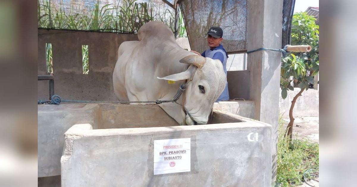 Sapi Warga Kediri Terpilih, Jadi Hewan Kurban Presiden Prabowo di Idul Adha 2025!