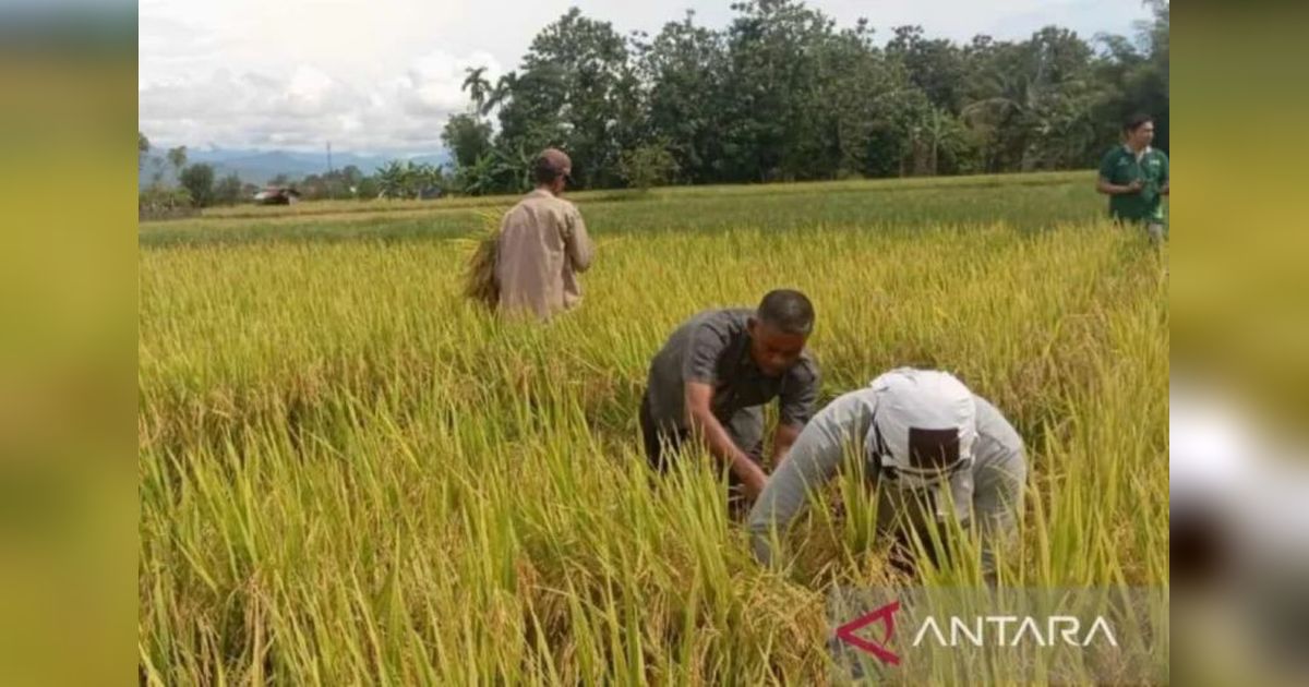 Aceh Barat Daya Segera Cetak Sawah Baru di Lahan Eks HGU Sawit: Antisipasi Konflik Sosial