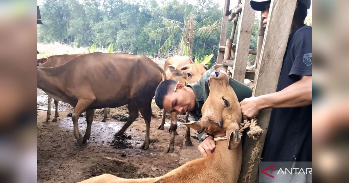 Stok Hewan Kurban di OKU Timur Aman Jelang Idul Adha