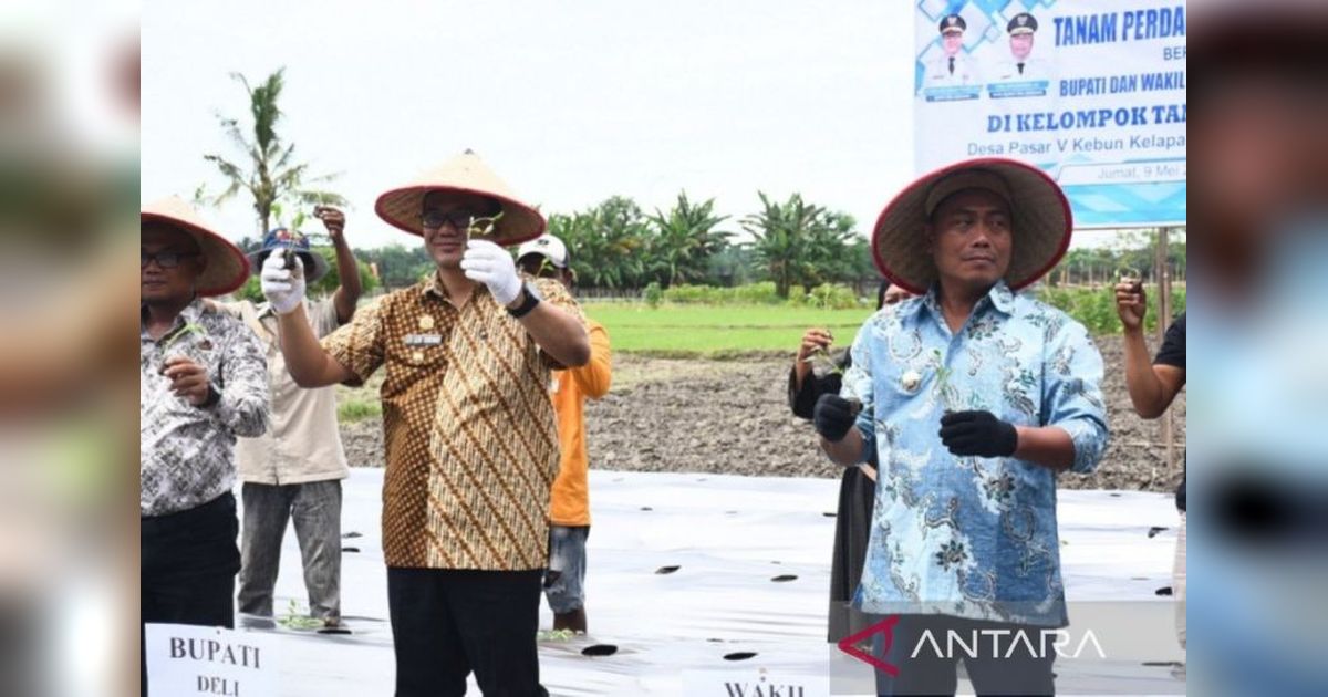 Deli Serdang Fokus Tingkatkan Produksi Cabai Merah untuk Kendalikan Inflasi