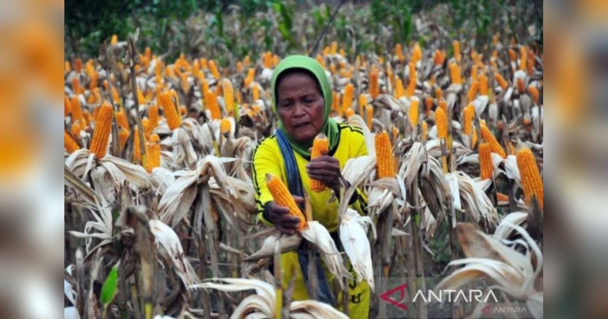 Koperasi Ternak Sumut Borong 2.050 Ton Jagung Pipil Bulog
