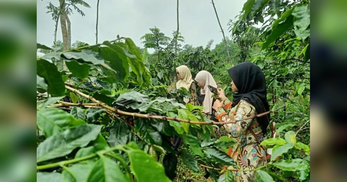 Pemkab Probolinggo Bentuk MPIG untuk Lindungi Kopi Arabika Lokal