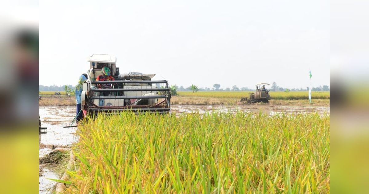 Teknologi Percepat Panen Padi Indramayu, Dorong Produksi Nasional