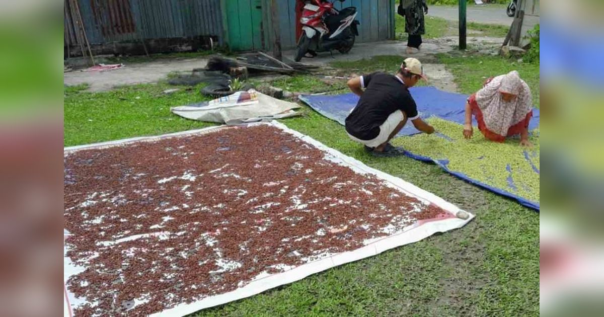 Harga Cengkih di Simeulue Tembus Rp100.000 per Kilogram!