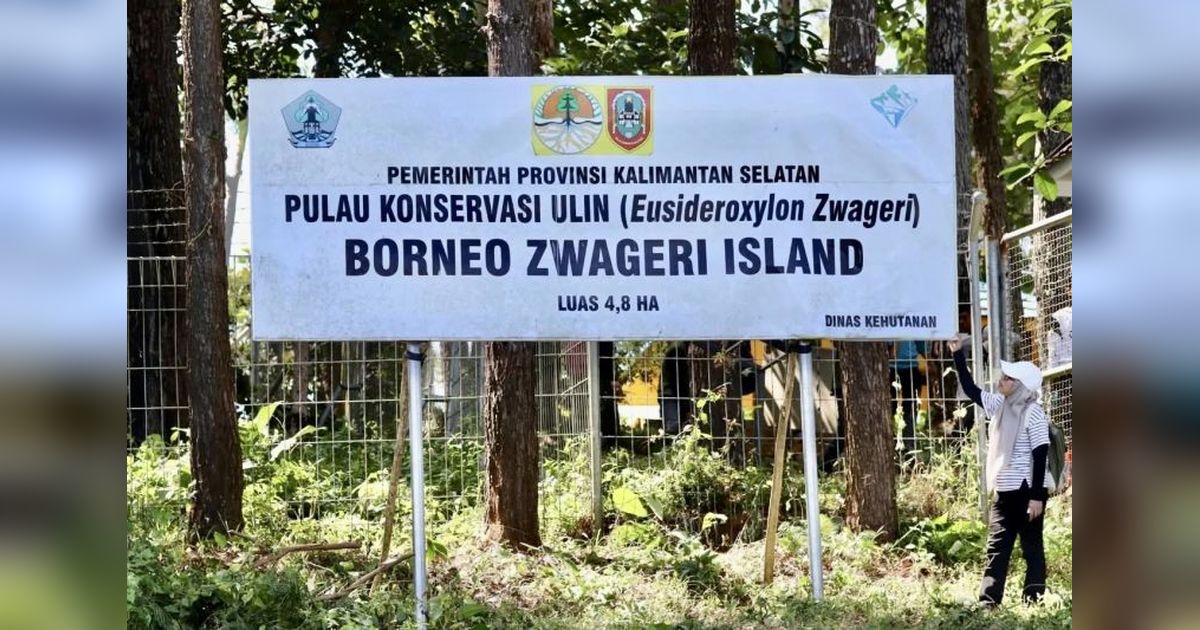 Kalsel Rawat 3.000 Pohon Ulin di Tahura Sultan Adam: Upaya Lestarikan Kayu Terkuat Kalimantan