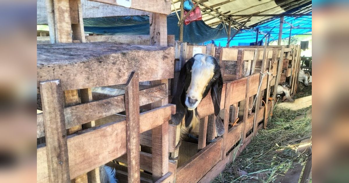 Waspada! Disnakeswan Lampung Selatan Imbau Warga Teliti Saat Membeli Hewan Kurban