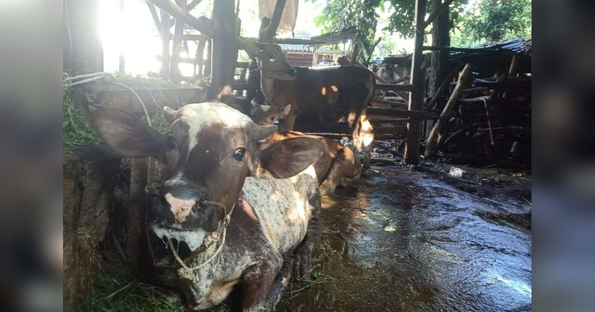 Distan Lombok Tengah Tangani PMK pada Sapi, Jelang Idul Adha Pengawasan Diperketat
