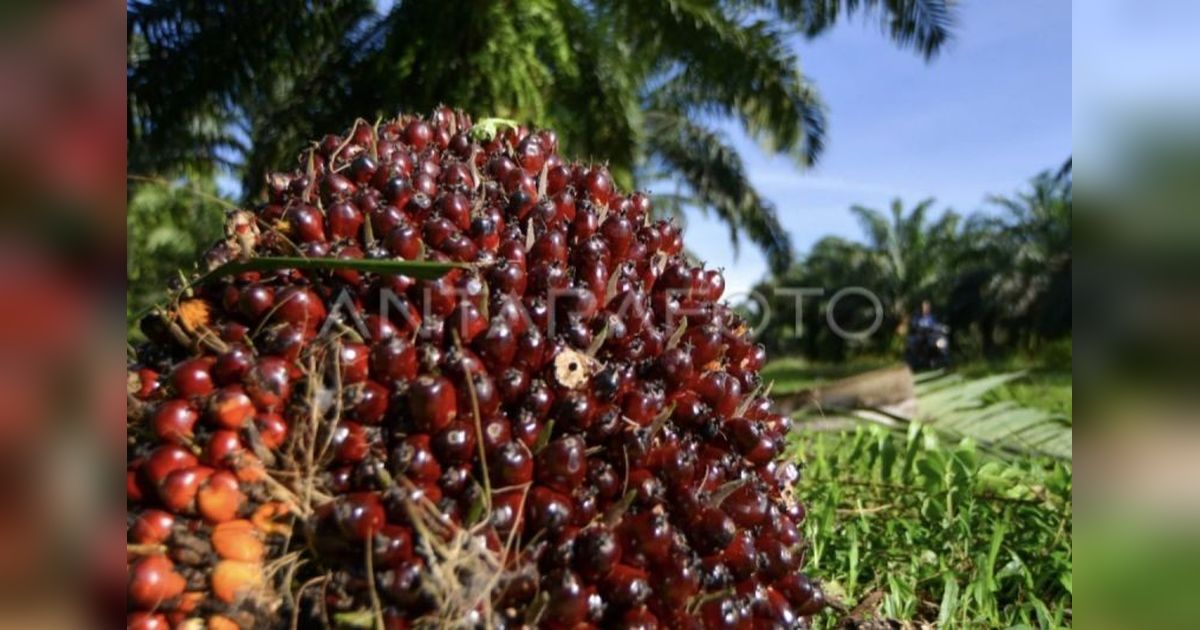 27 Tersangka Penjarahan Sawit di Kalteng Ditetapkan, 6 Positif Narkoba