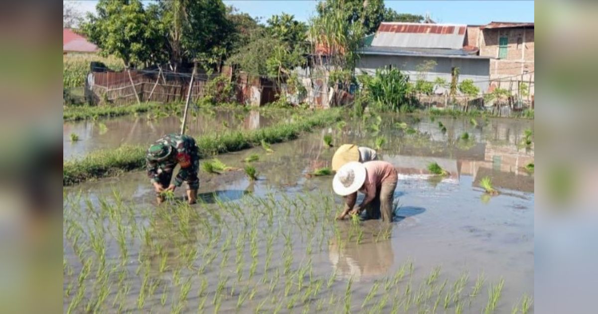 TNI dan Warga Jeneponto Jalin Kerja Sama, Perluas Areal Tanam Padi Demi Ketahanan Pangan