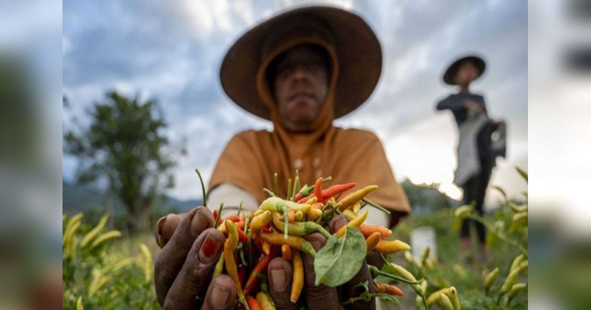 Produksi Cabai Rawit Sulteng Melimpah: Surplus 2.399 Ton dalam Lima Bulan!