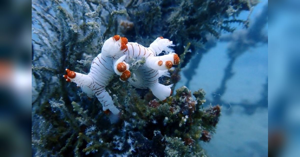 PT Timah Tenggelamkan 7.680 Terumbu Karang Buatan untuk Lestarikan Laut Bangka Belitung dan Kepri