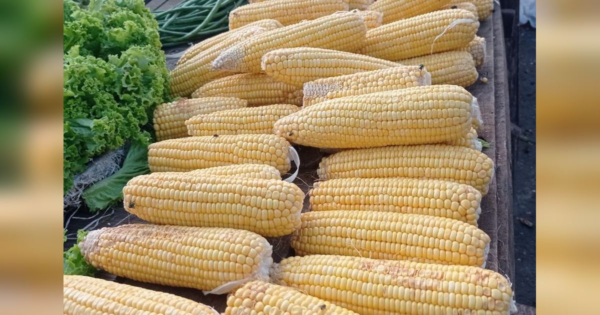 Produksi Jagung Lebak Tembus 1.563 Ton, Dongkrak Ekonomi Petani