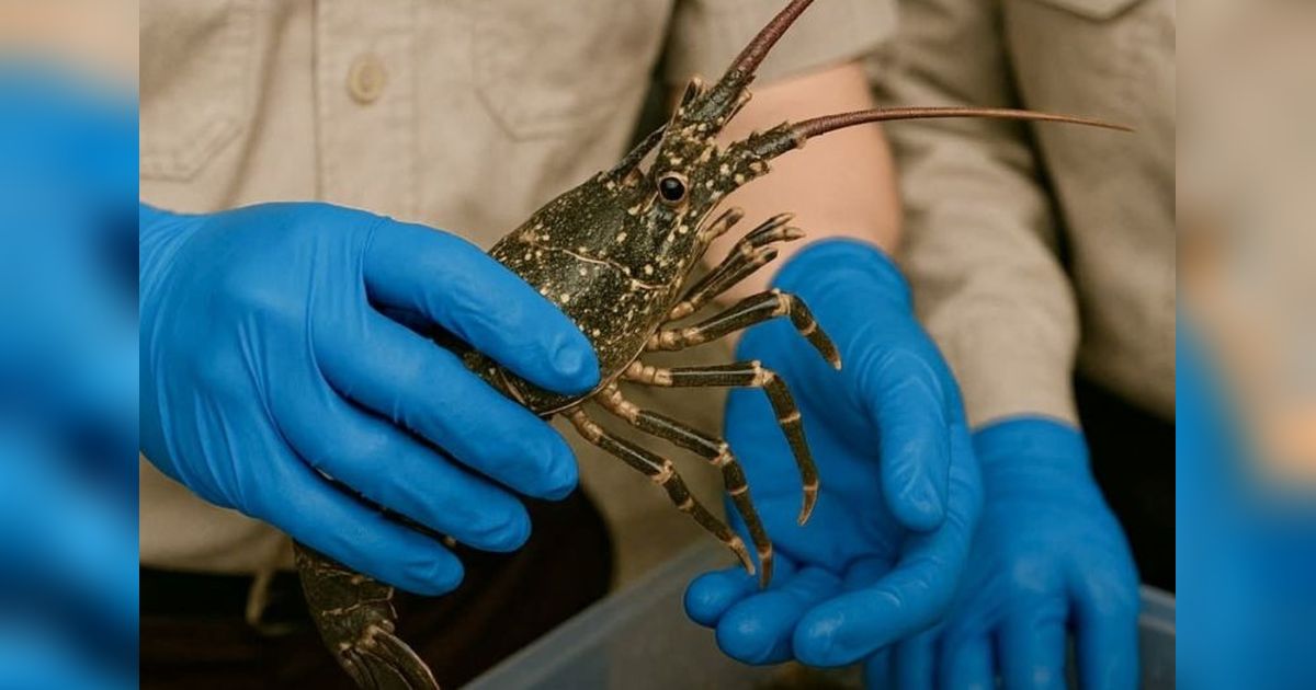 639 Lobster Kalsel Lolos Karantina, Siap Jadi Menu Mewah di Jakarta