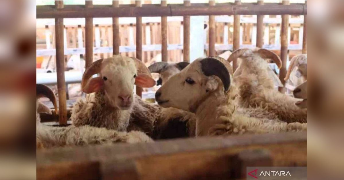 Menjelang Idul Adha, Lapak Hewan Kurban Ramai di Cikarang, Bekasi