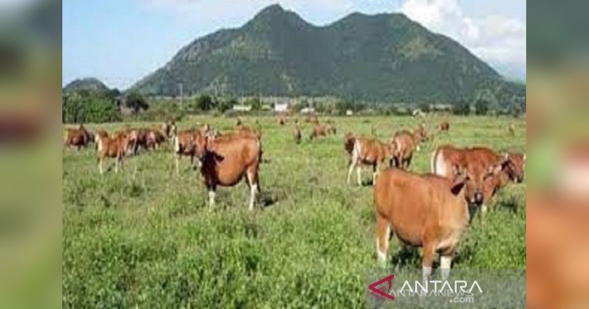 Stok Hewan Kurban di Sulawesi Tenggara Melimpah Jelang Idul Adha 2025