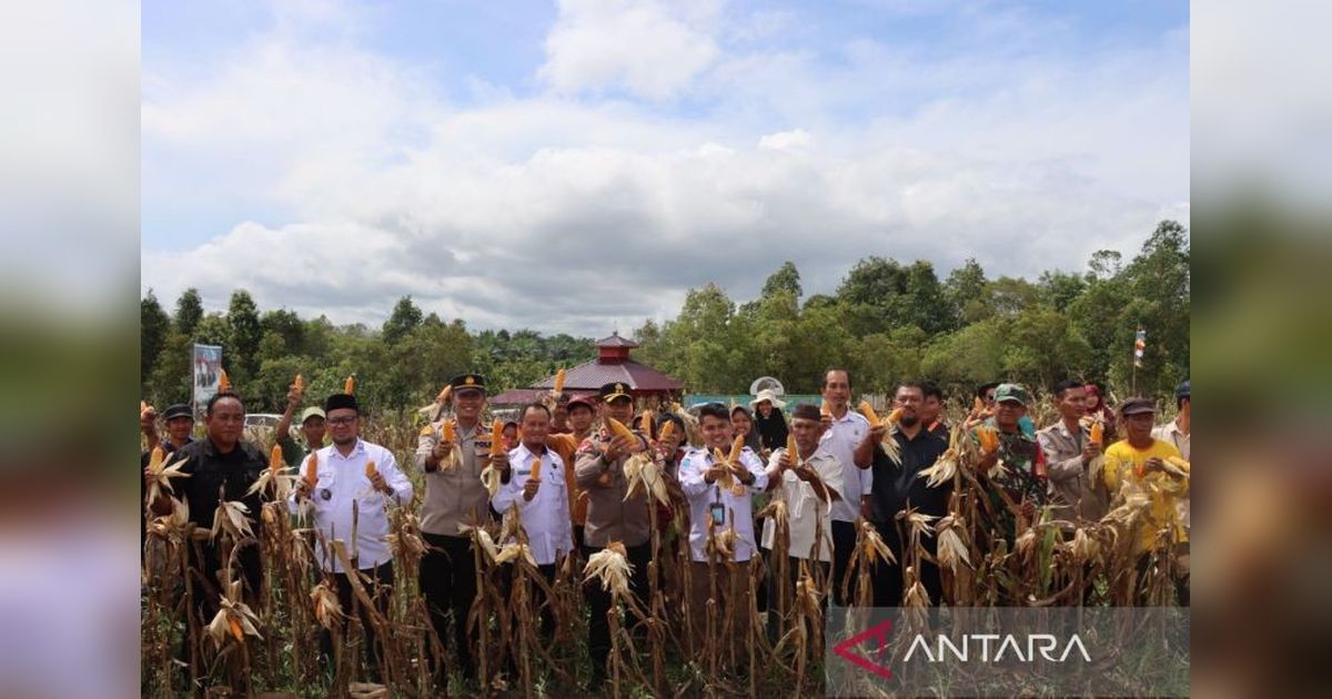 Polisi Bangka Barat Dukung Panen Perdana Jagung Ketahanan Pangan di Airlimau