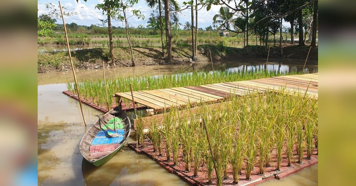 Dintan TPH Sumsel Genjot Optimasi Lahan Demi Ketahanan Pangan