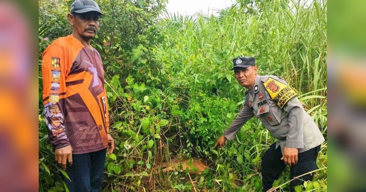 BKSDA Aceh Tangani Harimau Pemangsa Sapi di Aceh Timur