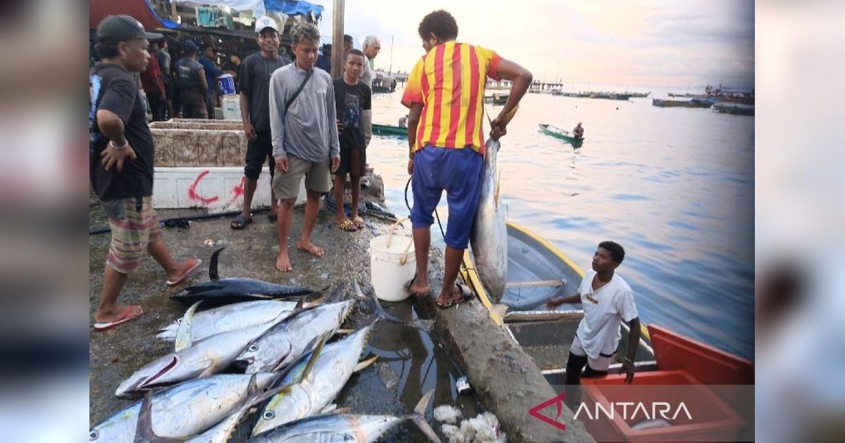 Ikan Tuna, Tongkol, dan Cakalang: Produk Unggulan Perikanan Jayapura