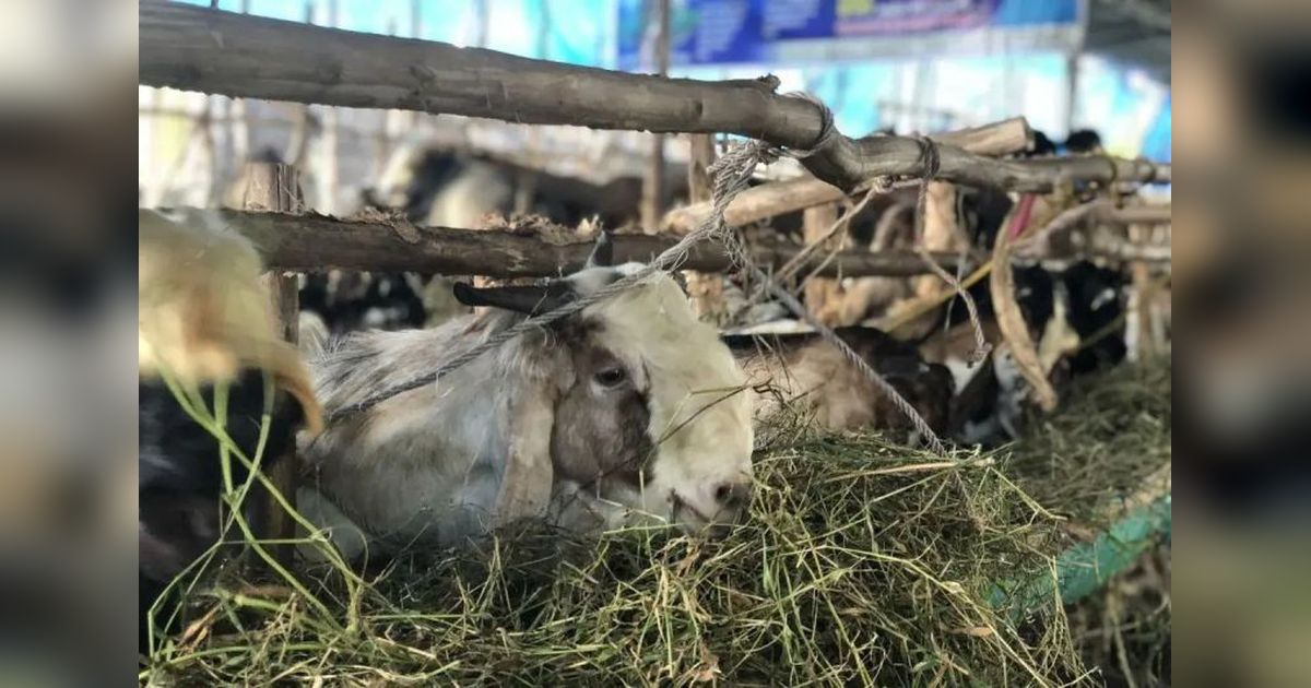 Stok Hewan Kurban di Sumsel Aman Jelang Idul Adha 2025, DKPP Jamin Cukup!