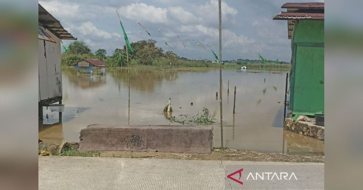Kaltim Kejar Percepatan Tanam Padi Usai Banjir Samarinda Ancam 50 Hektare Lahan
