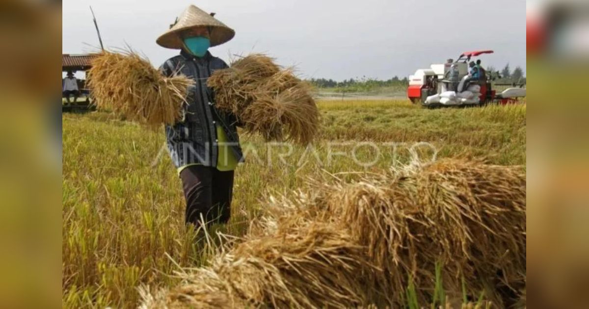 DPRA Aceh Dorong Pembentukan BUMA Pangan untuk Tingkatkan Kesejahteraan Petani